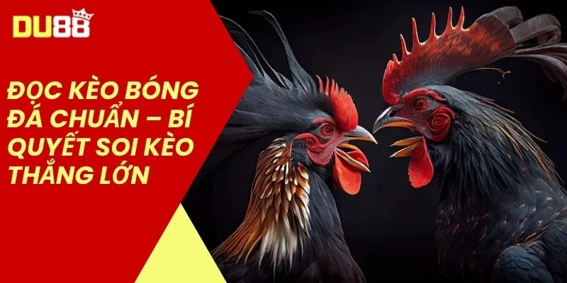 Cược Kèo Đá Gà Hôm Nay